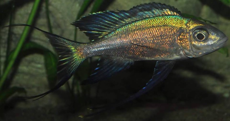 Cyathopharynx sp. 'green flush' Sibwesa